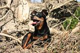 PINSCHER NAIN 159
